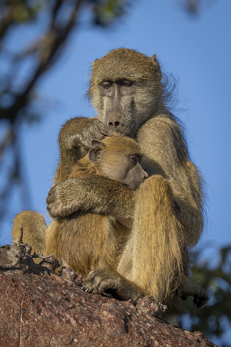 Chacma baboon (Papio ursinus) sits grooming infant on branch in Chobe National Park; Botswana, by Nick Dale / Design Pics