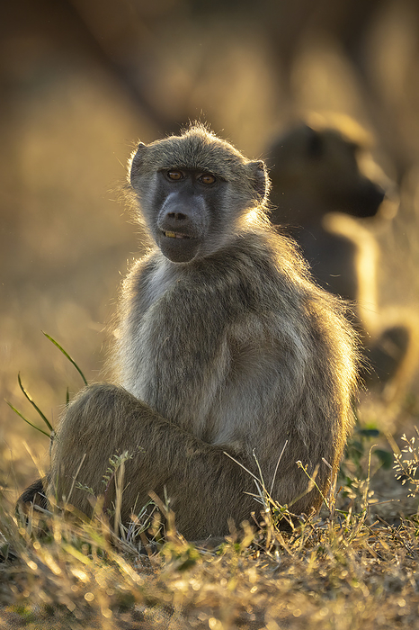 Chacma baboon (Papio ursinus) sits by another watching camera in Chobe National Park; Botswana, by Nick Dale / Design Pics