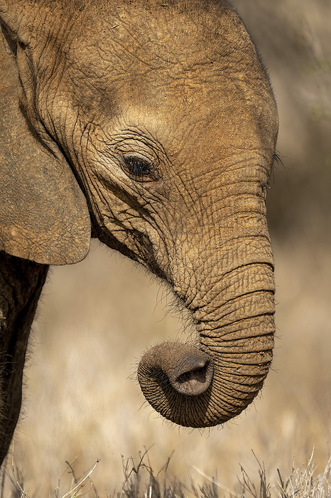Close-up of African bush elephant (Loxodonta africana) curling trunk; Segera, Laikipia, Kenya, by Nick Dale / Design Pics
