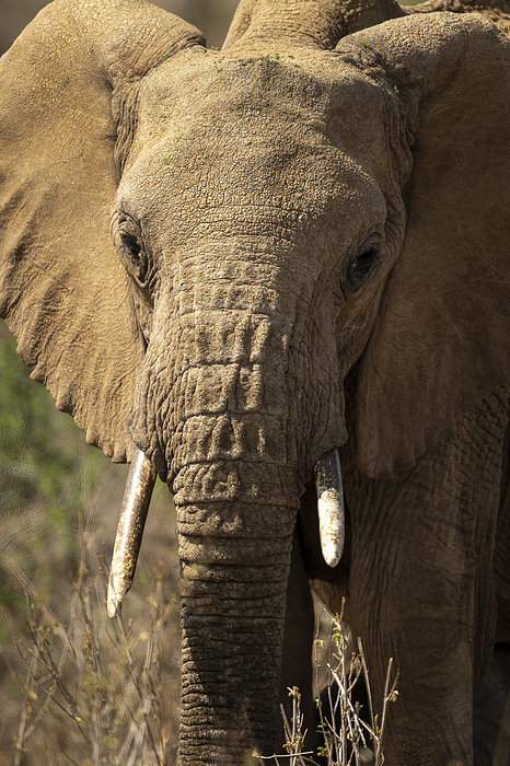 Close-up of African bush elephant (Loxodonta africana) in bushes; Segera, Laikipia, Kenya, by Nick Dale / Design Pics