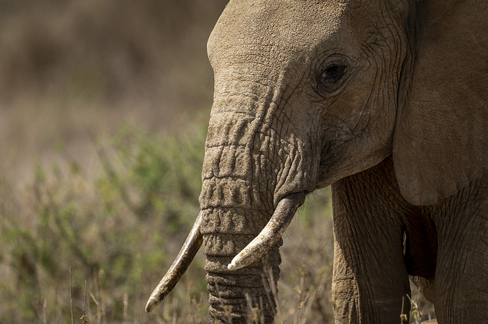 Close-up of African bush elephant (Loxodonta africana) in savannah; Segera, Laikipia, Kenya, by Nick Dale / Design Pics