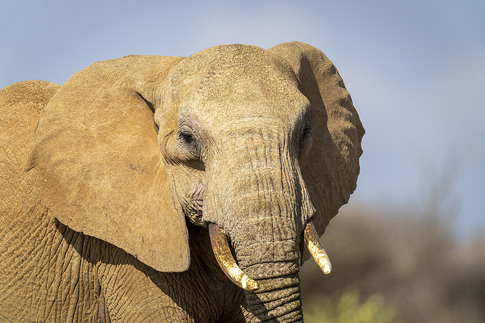 Close-up of African bush elephant (Loxodonta africana) watching camera; Segera, Laikipia, Kenya, by Nick Dale / Design Pics