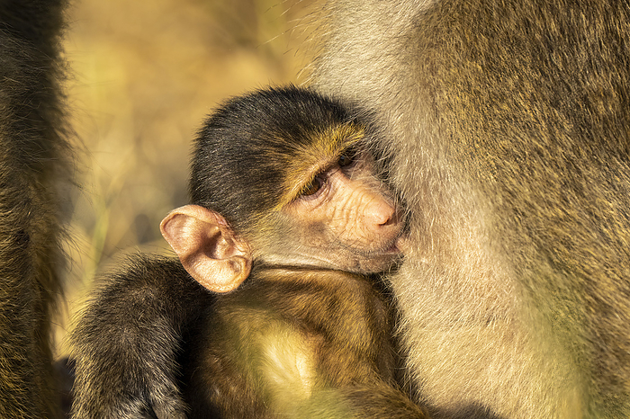 Close-up of baby Chacma baboon (Papio ursinus) drinking milk in Chobe National Park; Botswana, by Nick Dale / Design Pics