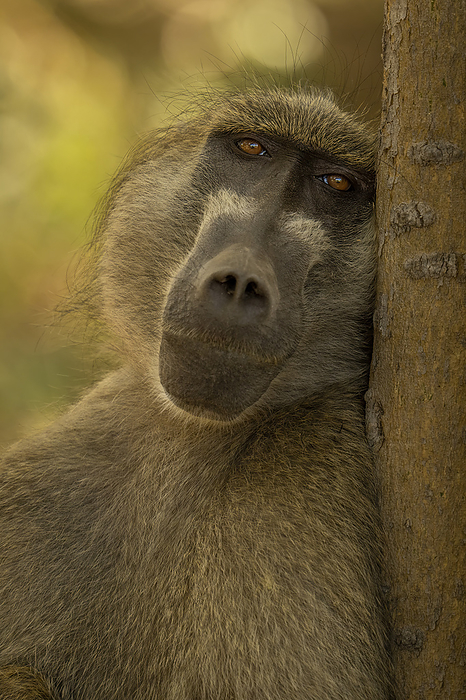 Close-up of Chacma baboon (Papio ursinus) leaning against tree in Chobe National Park; Botswana, by Nick Dale / Design Pics