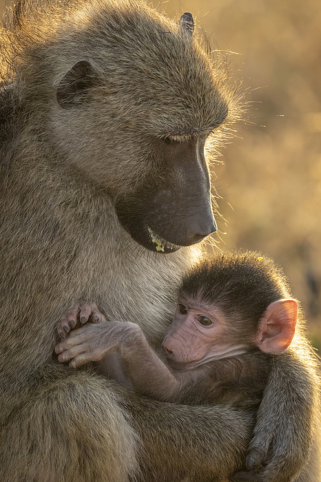 Close-up of Chacma baboon (Papio ursinus) sitting holding baby in Chobe National Park; Botswana, by Nick Dale / Design Pics