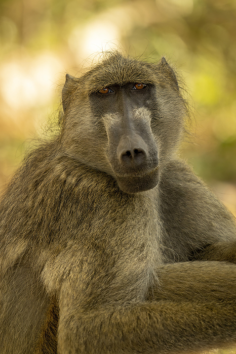 Close-up of portrait of a Chacma baboon (Papio ursinus) in Chobe National Park; Botswana, by Nick Dale / Design Pics