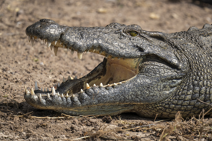 Close-up of Nile crocodile head (Crocodylus niloticus) opening jaws wide in Chobe National Park; Botswana, by Nick Dale / Design Pics
