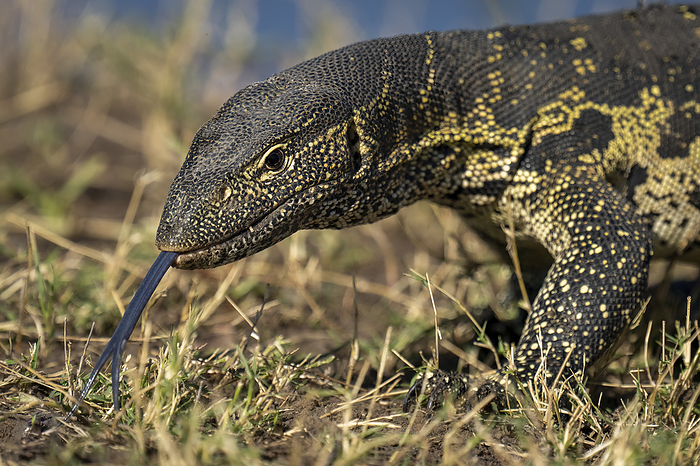 Close-up of Nile monitor (Varanus niloticus) flicking tongue out in Chobe National Park; Botswana, by Nick Dale / Design Pics