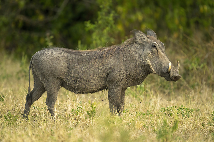 Common warthog (Phacochoerus africanus) stands in profile watching camera in Chobe National Park; Botswana, by Nick Dale / Design Pics