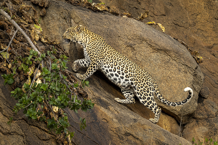 Leopard (Panthera pardus) walks up steep rockface past branch; Kenya, by Nick Dale / Design Pics