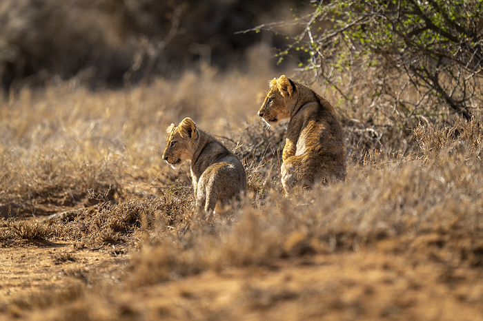 Lioness (Panthera leo) sits with cub staring into distance; Kenya, by Nick Dale / Design Pics