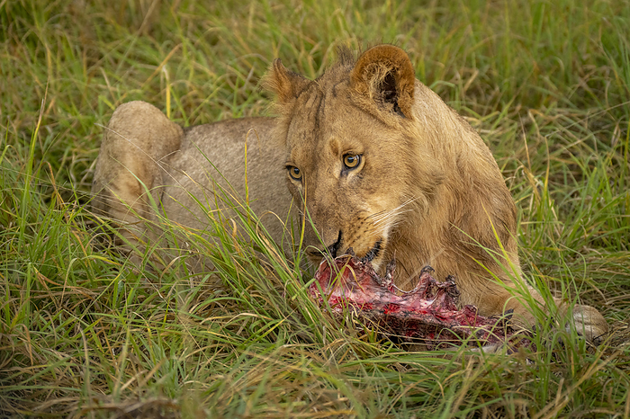 Young male lion (Panthera leo) lies chewing animal carcass in Chobe National Park; Botswana, by Nick Dale / Design Pics