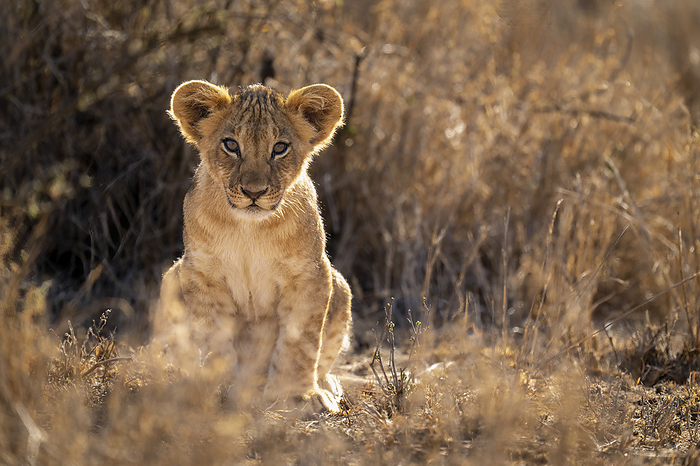 Backlit lion cub (Panthera leo) sits among dry bushes; Kenya, by Nick Dale / Design Pics