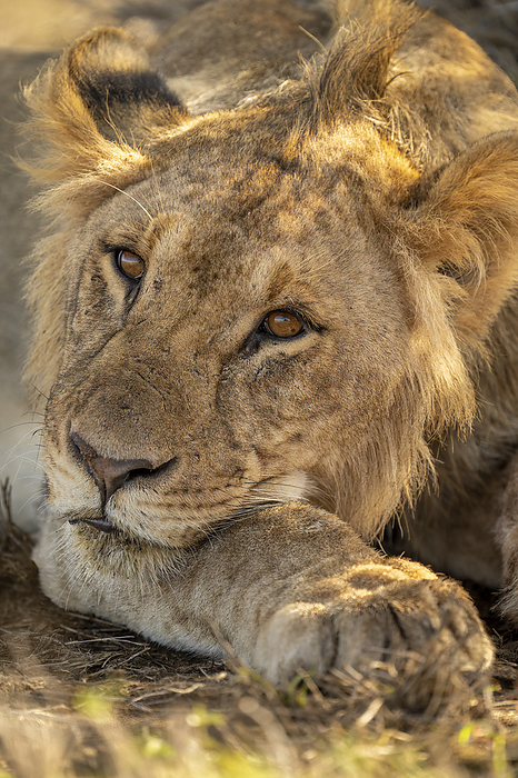 Close-up of Lion (Panthera leo) laying head on paw; Kenya, by Nick Dale / Design Pics