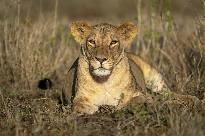 Lioness (Pathera leo) lies among leafy plants facing forward; Kenya, by Nick Dale / Design Pics