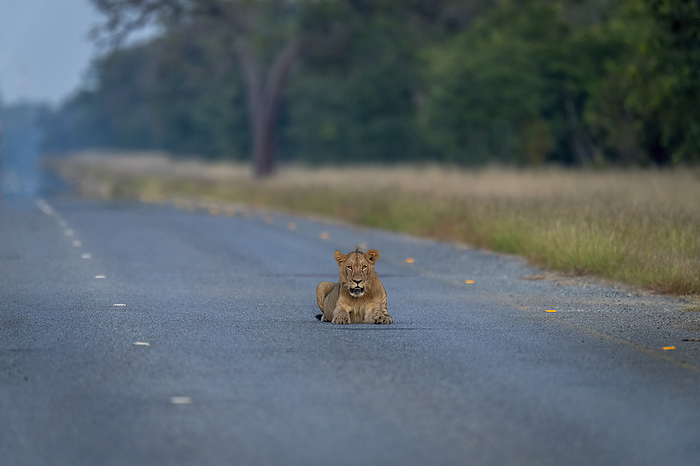Young male lion (Panthera leo) lies staring on highway in Chobe National Park; Botswana, by Nick Dale / Design Pics