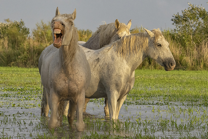 Camargue horses in the wetlands of Southern France; Saintes-Maries-de-la-Mer, France, by Robert Postma / Design Pics