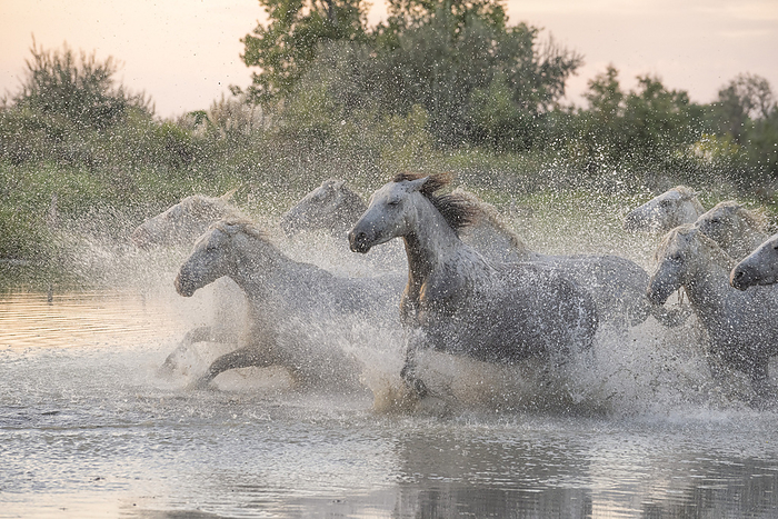 Camargue horses running through the water in the south of France. A fine example of the power in these amazing animals; Saintes-Maries-de-la-Mer, France, by Robert Postma / Design Pics