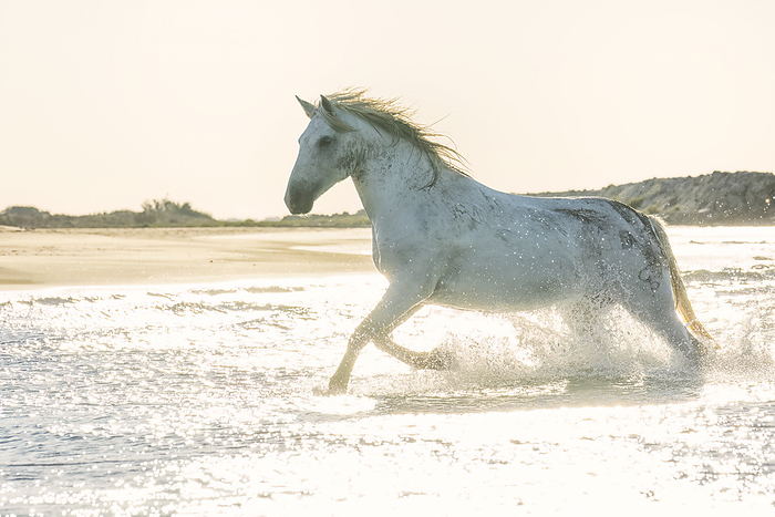 Camargue horse running through the water in the south of France. A fine example of the power in these amazing animals; Saintes-Maries-de-la-Mer, France, by Robert Postma / Design Pics