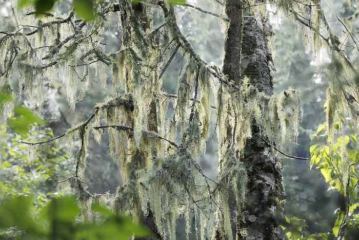 Moss hanging on tree branches in a woodland; Porphryry Island, Ontario, Canada, by Susan Dykstra / Design Pics