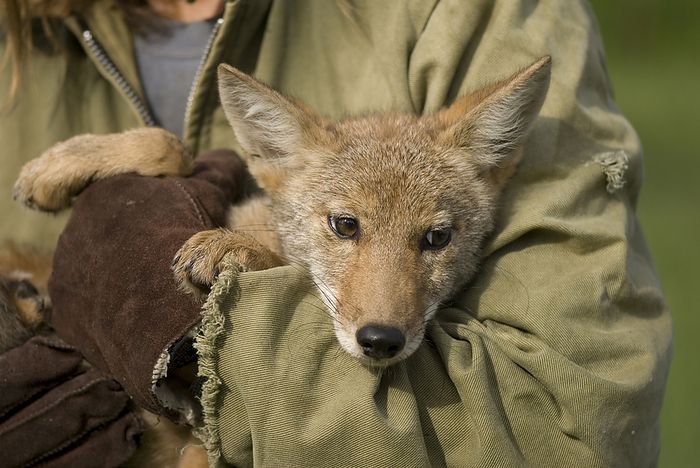 Wildlife rescue member holds her hand-raised coyote (Canis latrans) at her home in Eastern Nebraska; Talmage, Nebraska, United States of America, by Joel Sartore Photography / Design Pics
