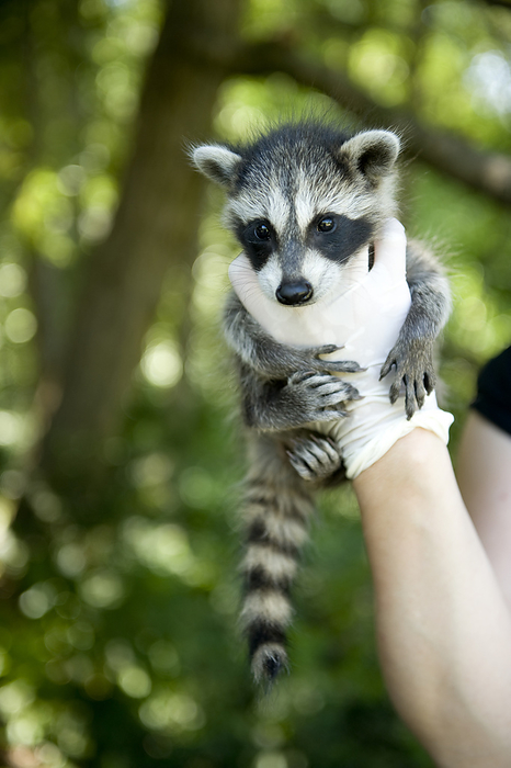 Young raccoon (Procyon lotor) held by a gloved hand; Lincoln, Nebraska, United States of America, by Joel Sartore Photography / Design Pics