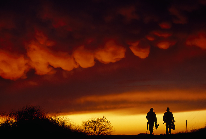 Two men walking home at sunset with pheasants hunted on the Nebraska prairie; Nebraska, United States of America, by Joel Sartore Photography / Design Pics