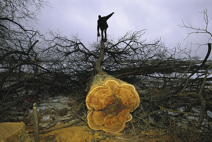 Man with chain saw balances atop a felled Osage orange tree (Maclura pomifera); Nebraska, United States of America, by Joel Sartore Photography / Design Pics