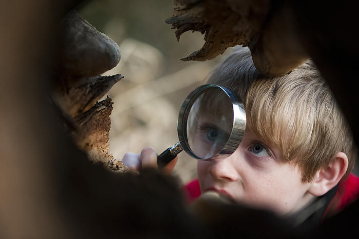 Young boy examining the inside of a log with a magnifying glass; Dunbar, Nebraska, United States of America, by Joel Sartore Photography / Design Pics
