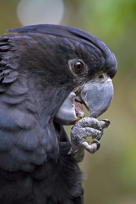 Close-up portrait of a Red-tailed black cockatoo (Calyptorhynchus banskii) cleaning it's foot; Australia, by Michael Melford / Design Pics