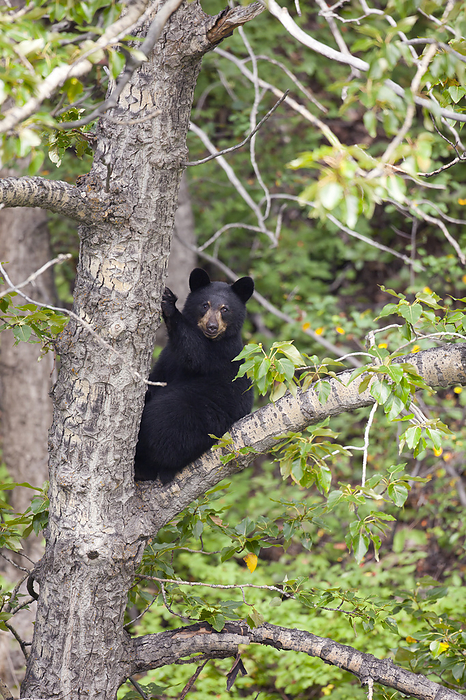 Sub Adult Black Bear Sits High In A Tree Near The Seward Highway, Southcentral Alaska, Summer, by Doug Lindstrand / Design Pics
