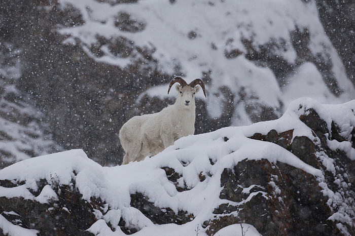 A Dall Sheep Ram Looks Down From A Snowcovered Cliff In A Snowstorm Alongside The Seward Highway, Southcentral Alaska, Winter, by Doug Lindstrand / Design Pics