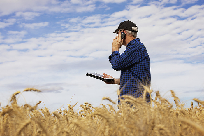 Farmer using a tablet to manage his harvest and talking on his cell phone while standing in a fully ripened grain field; Alcomdale, Alberta, Canada, by LJM Photo / Design Pics
