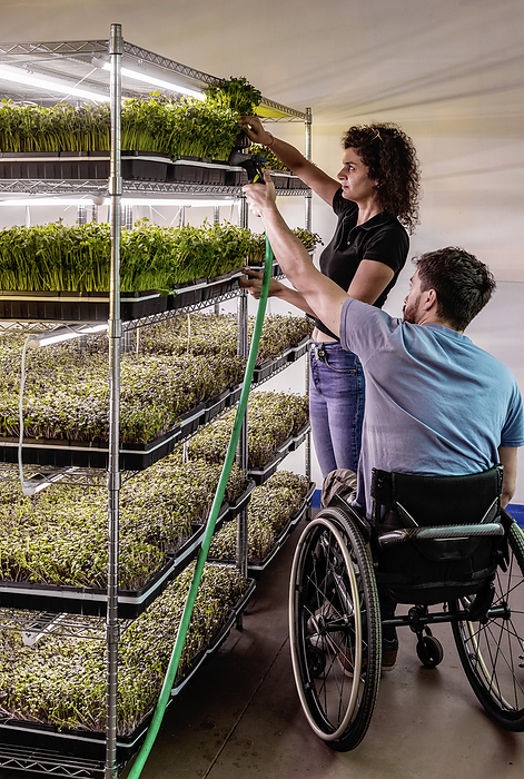 Business owners work together caring for a variety of microgreens growing in trays; Edmonton, Alberta, Canada, by LJM Photo / Design Pics
