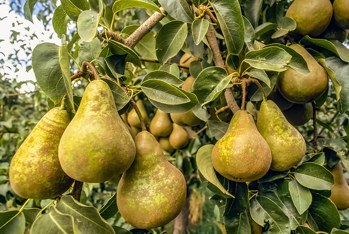 Pears hang from a pear tree; Colchester, Connecticut, United States of America, by Michael Melford / Design Pics