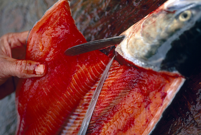 Knife cutting open a fresh Sockeye salmon (Oncorhynchus nerka); Kenai, Alaska, United States of America, by Michael Melford / Design Pics