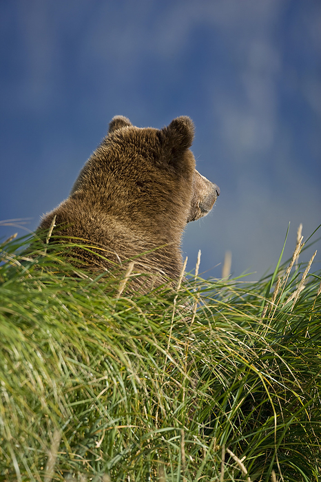 Back of a Brown Bear's furry head (Ursus arctos) in Katmai Nationa Park, Alaska, USA; Alaska, United States of America, by Michael Melford / Design Pics
