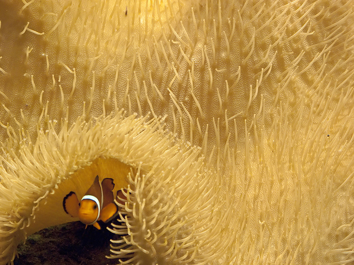 Clownfish swims under a sea anemone in Mossel Bay; Mossel Bay, South Africa, by Michael Melford / Design Pics