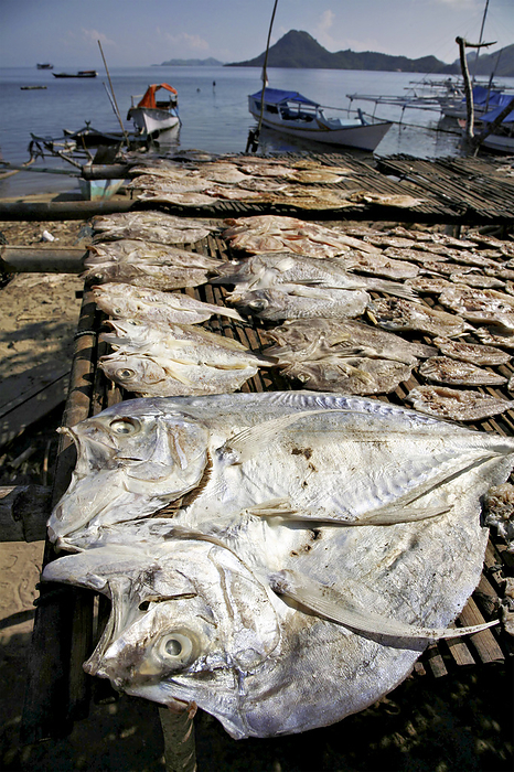 Fish carcasses dry in the sun on a boat dock.; Palau Misa Island, Indonesia., by Randy Olson / Design Pics