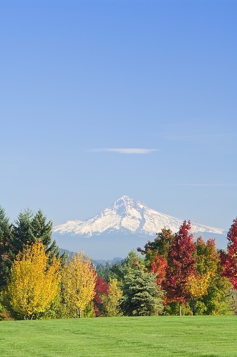 Mount Hood And Autumn Trees, Willamette Valley, Oregon, Usa, by Dan Sherwood / Design Pics
