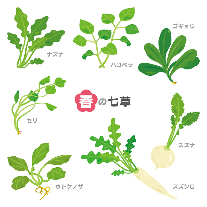 Spring Seven Herbs Set with Katakana