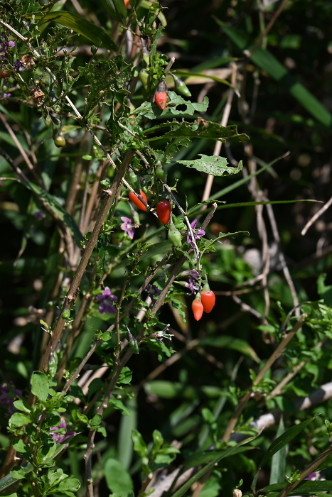 Wolfberry (枸杞) flower and fruit, edible and medicinal