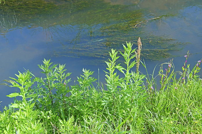 Mie Prefecture, Japan Young leaves of mugwort and waterway