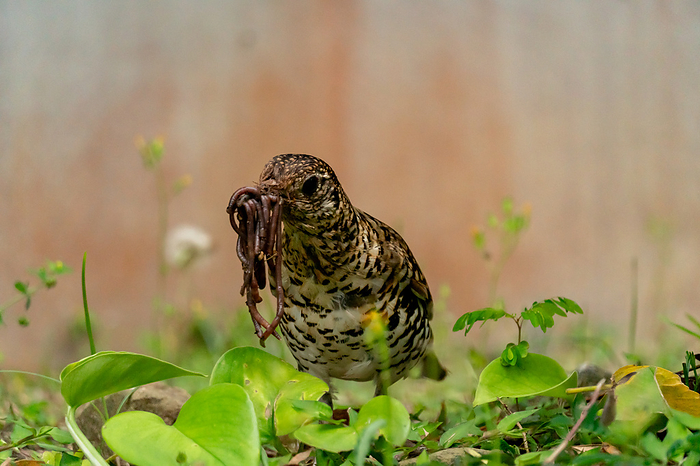 Ogasawara tiger thrush  Turdus merula  Taking worms for food and carrying them to the nest where the chicks are waiting.