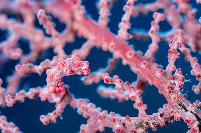 Ogasawara pygmy seahorse World s smallest seahorse Mimics with a body that looks exactly like a sea fan polyp