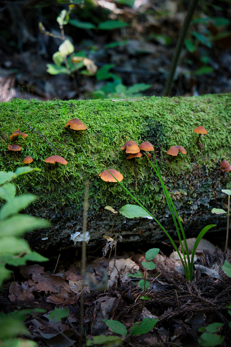 Mushrooms growing on a fallen tree with moss in the forest