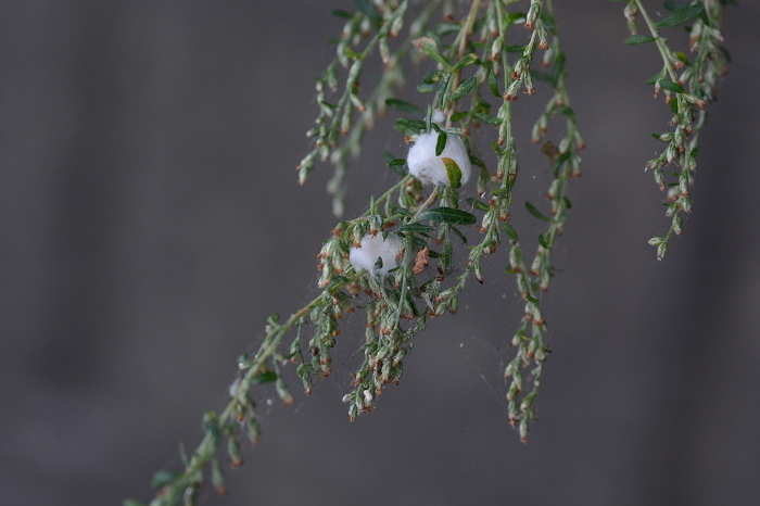 Wormwood gall, worm gall, wormwood gall, wormwood stem cotton-top / wormwood cotton-top fly parasite