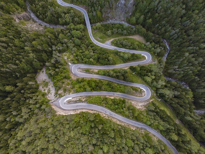 Winding road near trees in forest