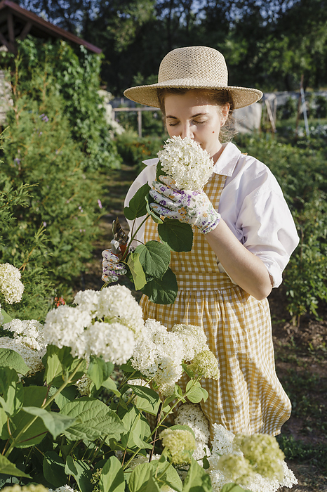 Woman smelling hydrangea flowers in garden
