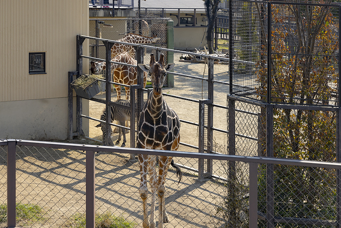 Kyoto Zoo Giraffe Kyoto City Kyoto Prefecture